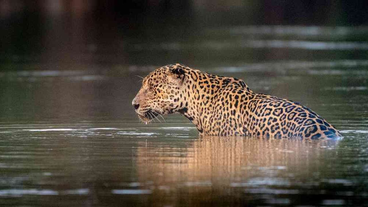 Se calcula que el 85 % de la población de jaguares vive en la Amazonía. Foto: Richard Barrett / WWF-UK