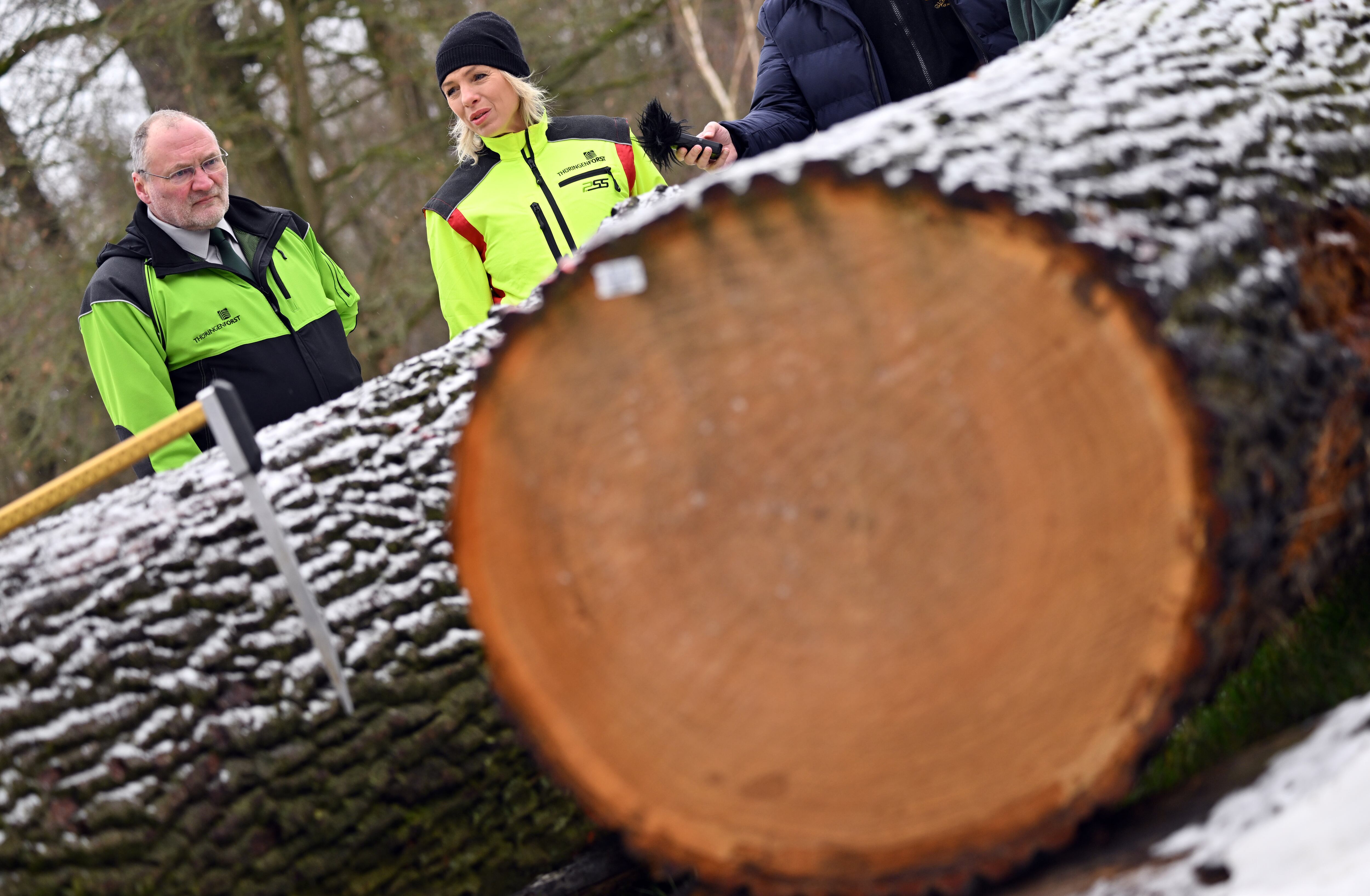 Las autoridades en diferentes partes del mundo son muy estrictas con la tala indiscriminada de árboles