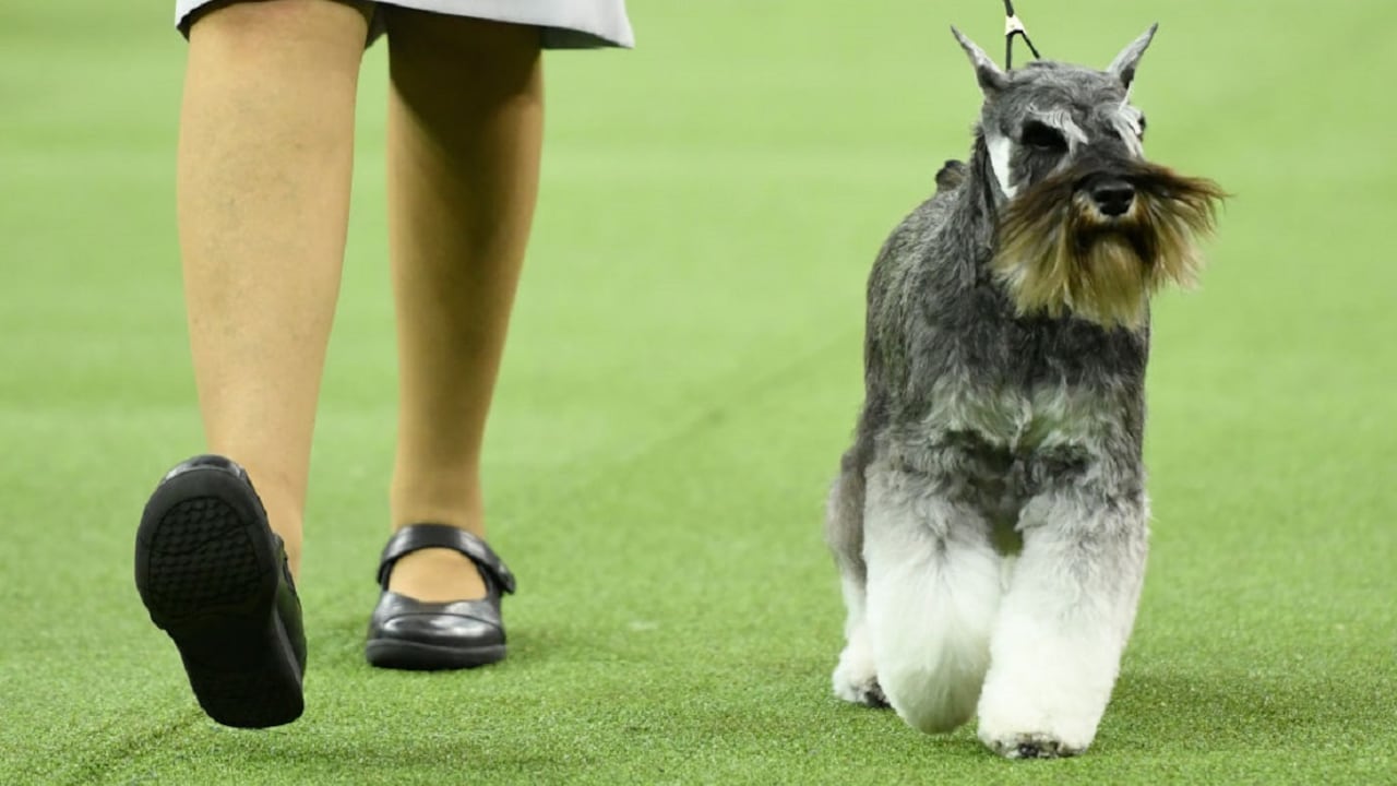 Raza Schnauzer