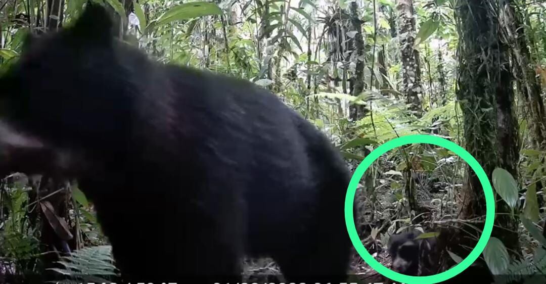 Familia de osos de anteojos en Villa Rica Tolima