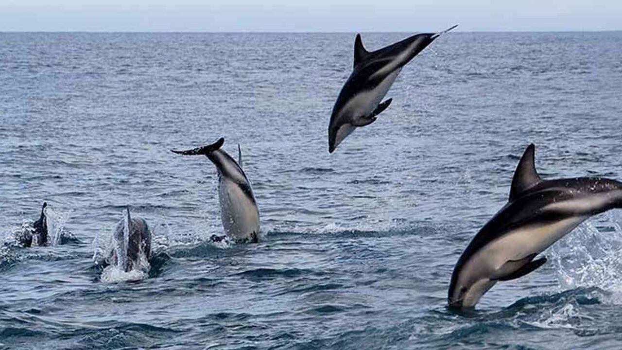 Durante la cuarentena ya se han registrado avistamientos de delfines en Santa Marta, Cartagena y ahora Dibulla. Foto: Mongabay.