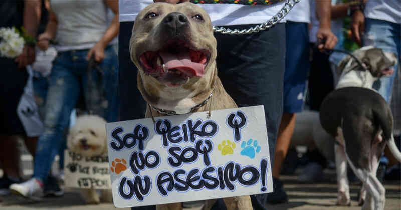 Los propietarios de perros que sean considerados como potencialmente peligrosos, tienen que adquirir de manera obligatoria una póliza de responsabilidad civil extracontractual. Foto de referencia. Raul Arboleda/ AFP