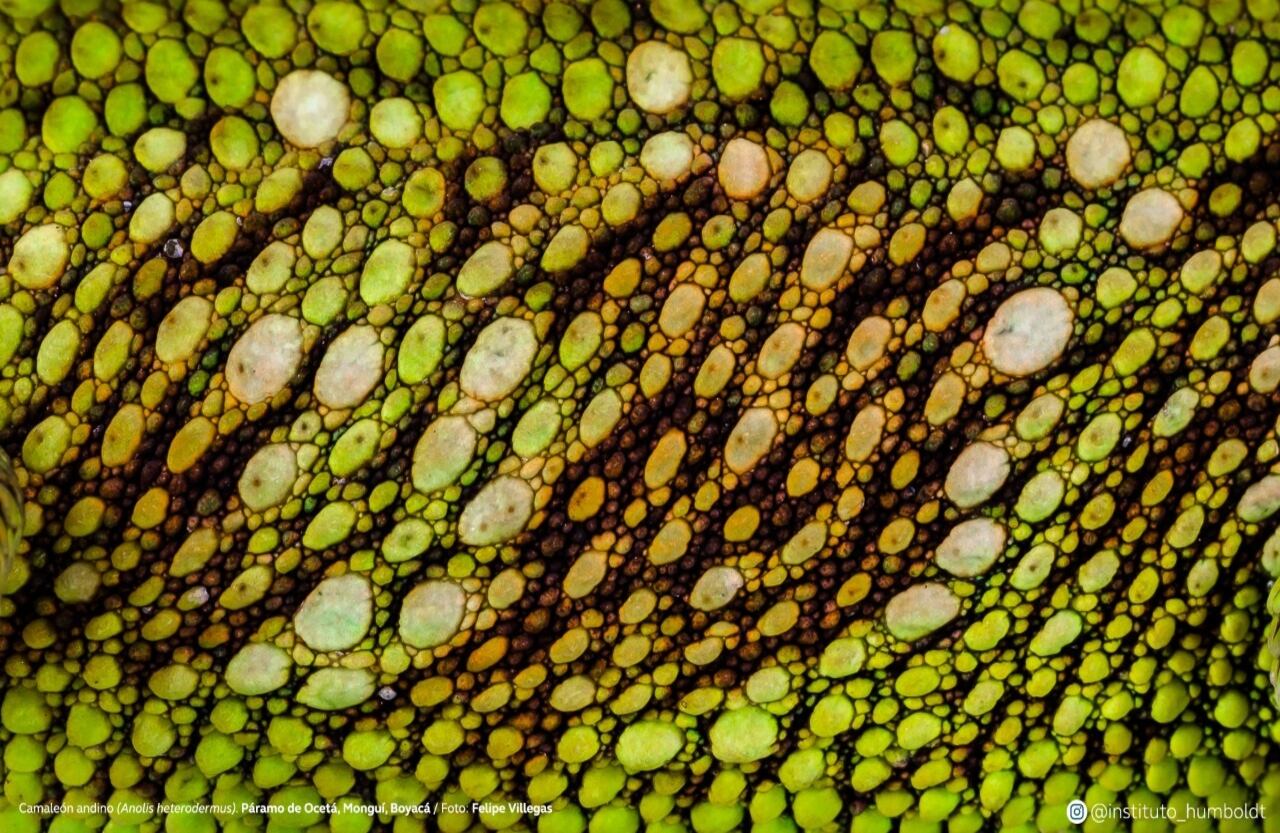 Camaleón andino (Anolis heterodermus). Páramo de Ocetá, Monguí, Boyacá