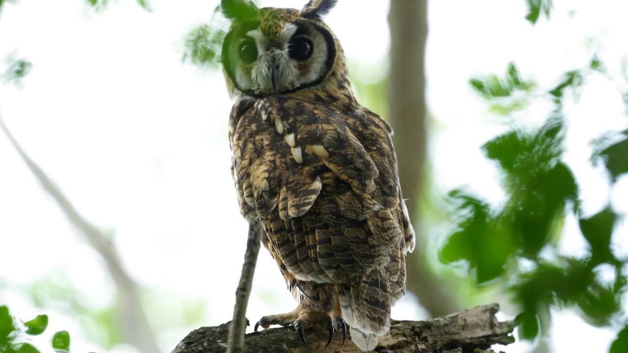 Búho en su hábitat natural, símbolo de la biodiversidad que Corantioquia busca proteger en sus 30 años de gestión ambiental.