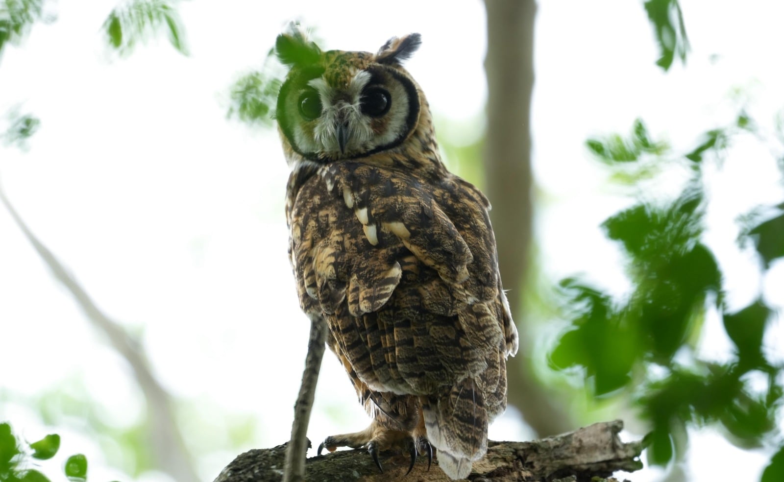 Búho en su hábitat natural, símbolo de la biodiversidad que Corantioquia busca proteger en sus 30 años de gestión ambiental.