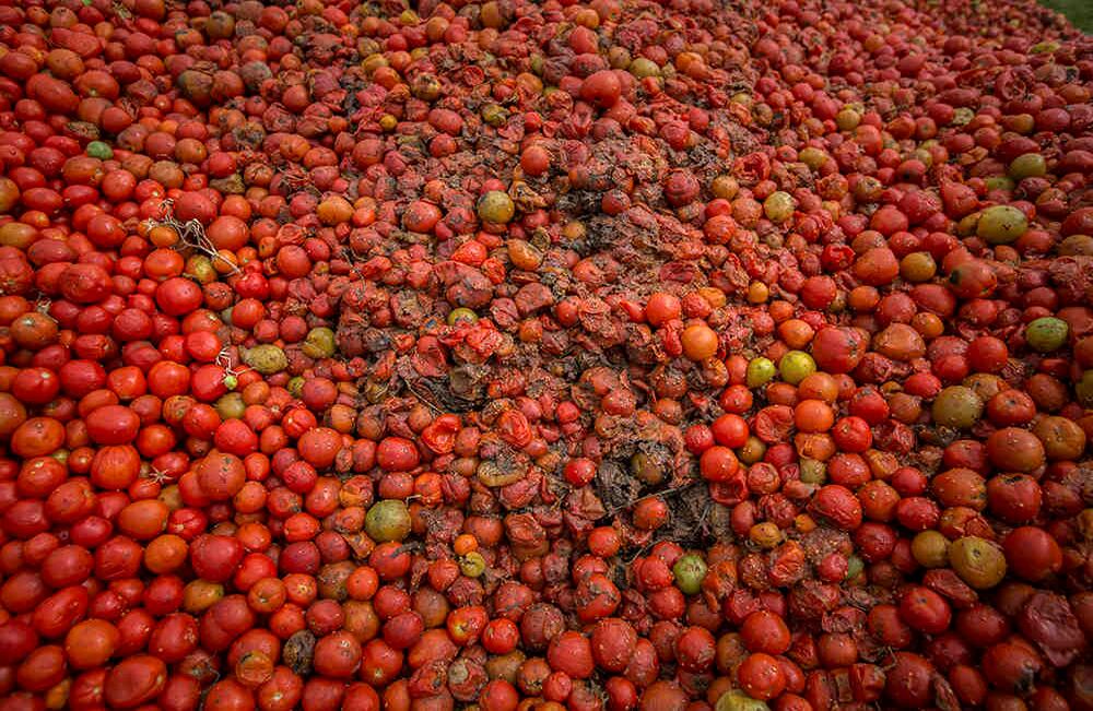 Para la guerra de tomate se usaron 35 toneladas de tomate no aptas para el consumo humano