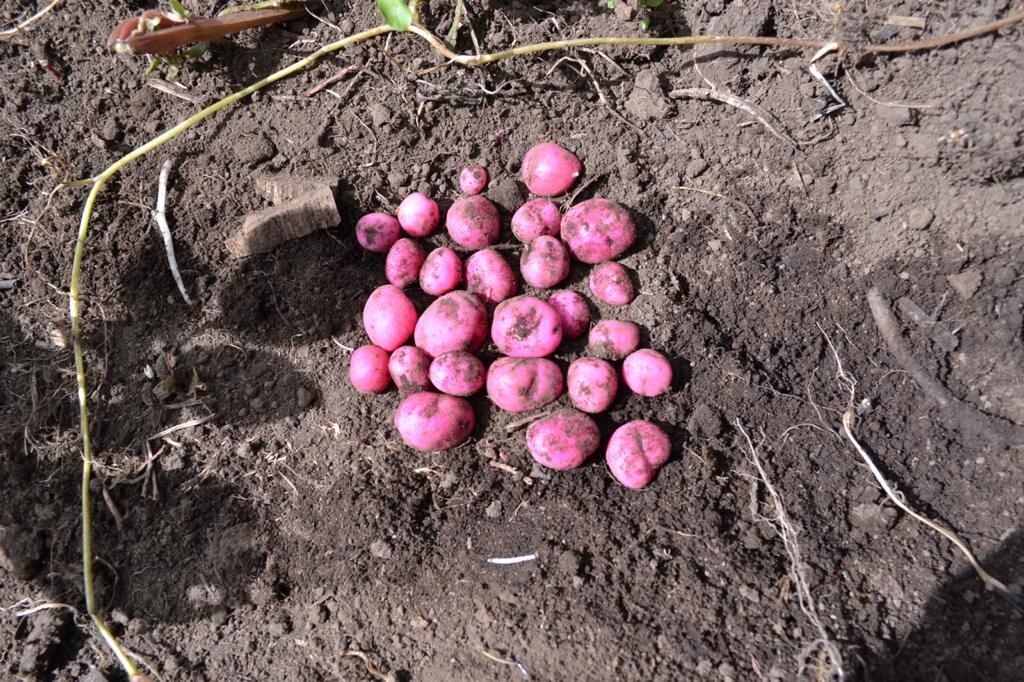 Plantas medicinales y medioambientales en Sibaté (Chuguas).