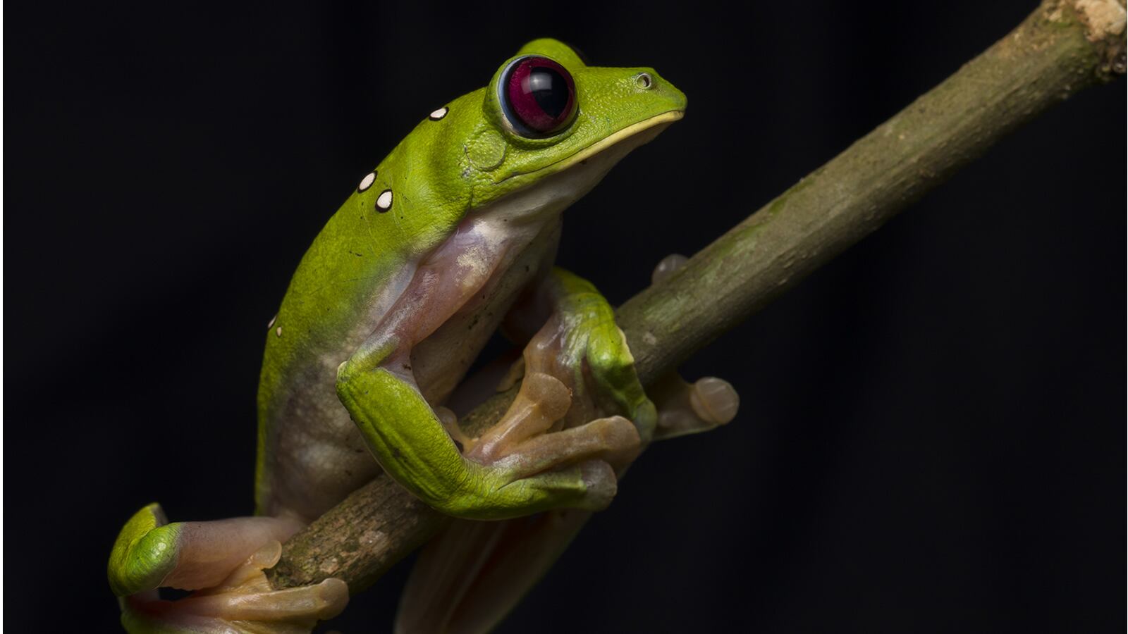 La rana Glinding Treefrog es una de las especies que se ha encontrado en esta región del Chocó.