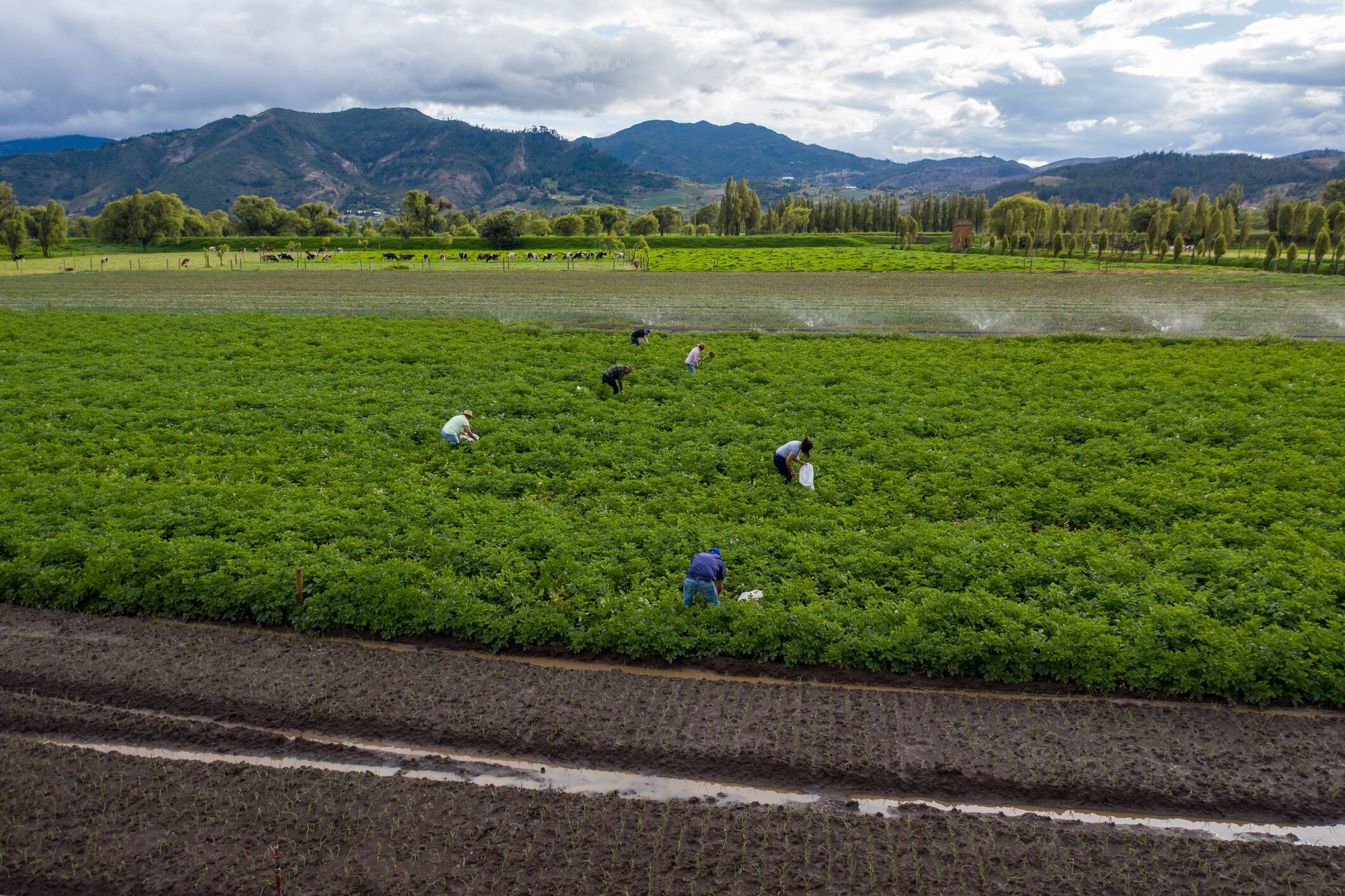 Foto de referencia de campesinos colombianos trabajando la tierra