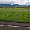 Foto de referencia de campesinos colombianos trabajando la tierra