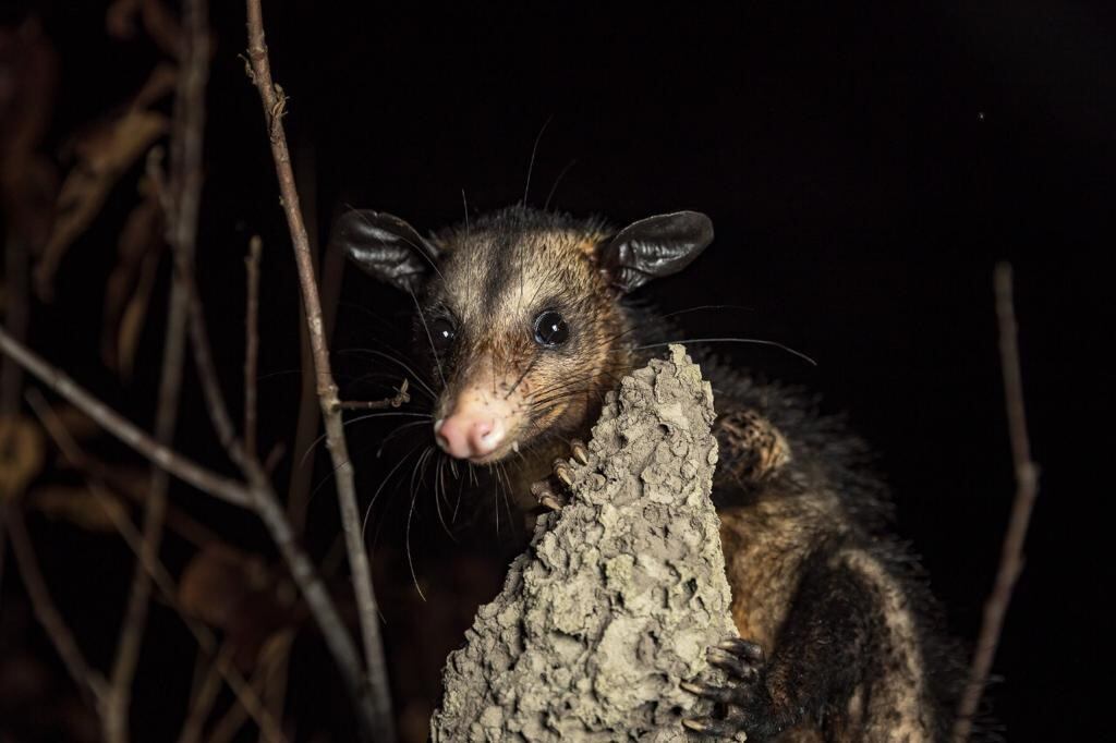 Expedición por el río Tillavá