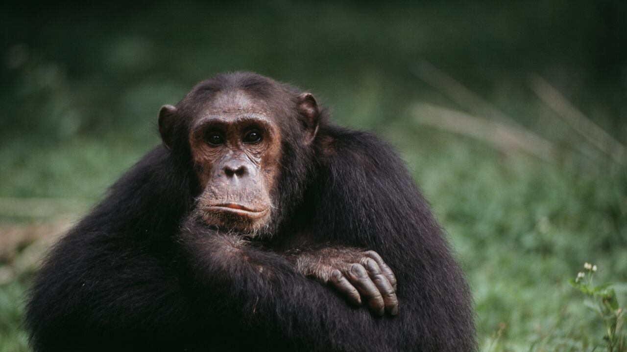 Un bonobo en cautiverio mostró indicios de comprender situaciones imaginarias.