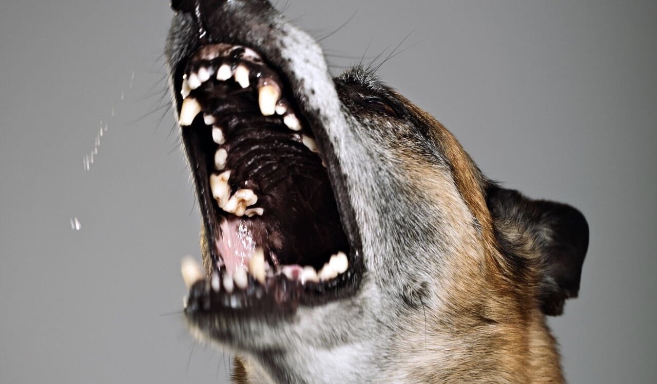 El perro de raza pastor belga, no era de la familia y atacó de manera sorpresiva al menor de tres años (foto de referencia)