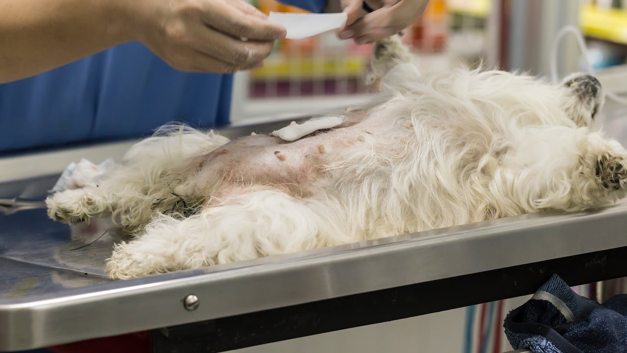 Esterilización de perro.