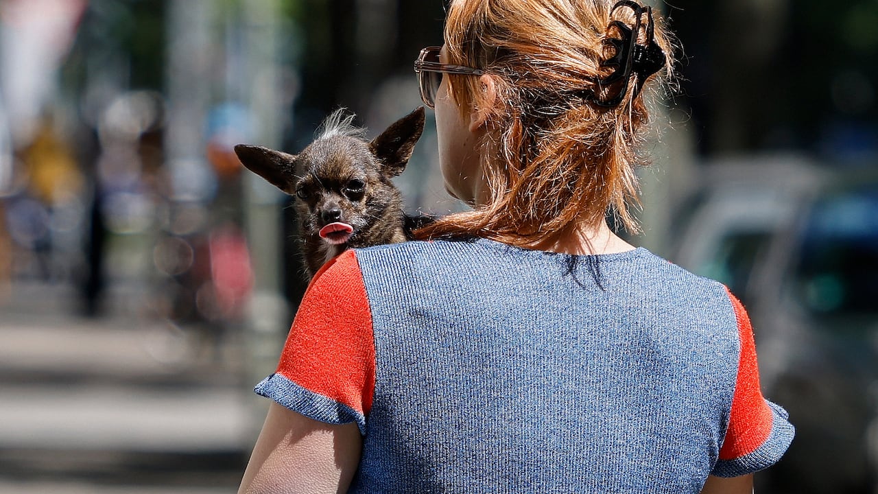 Un estudio aborda el papel de los genes en la socialización de los perros con humanos.