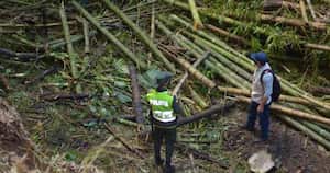 La mayoría de capturados en Quindío fue por delitos forestales. Foto: CRQ.