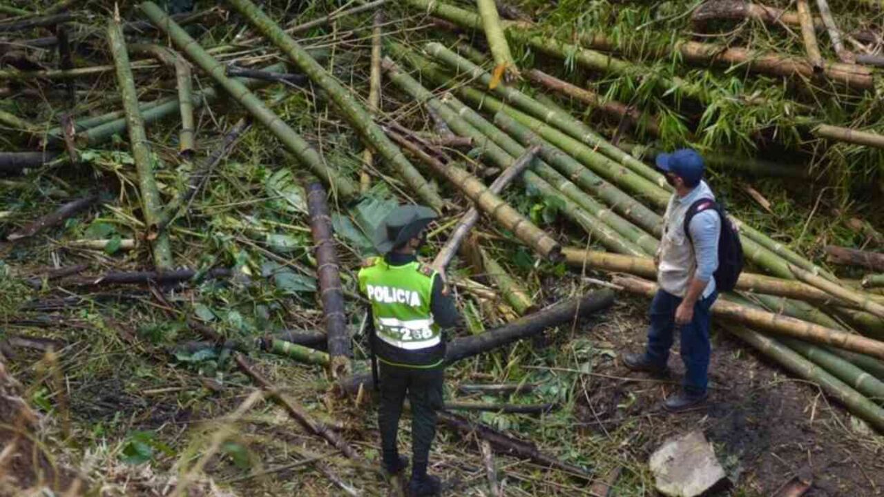 La mayoría de capturados en Quindío fue por delitos forestales. Foto: CRQ.