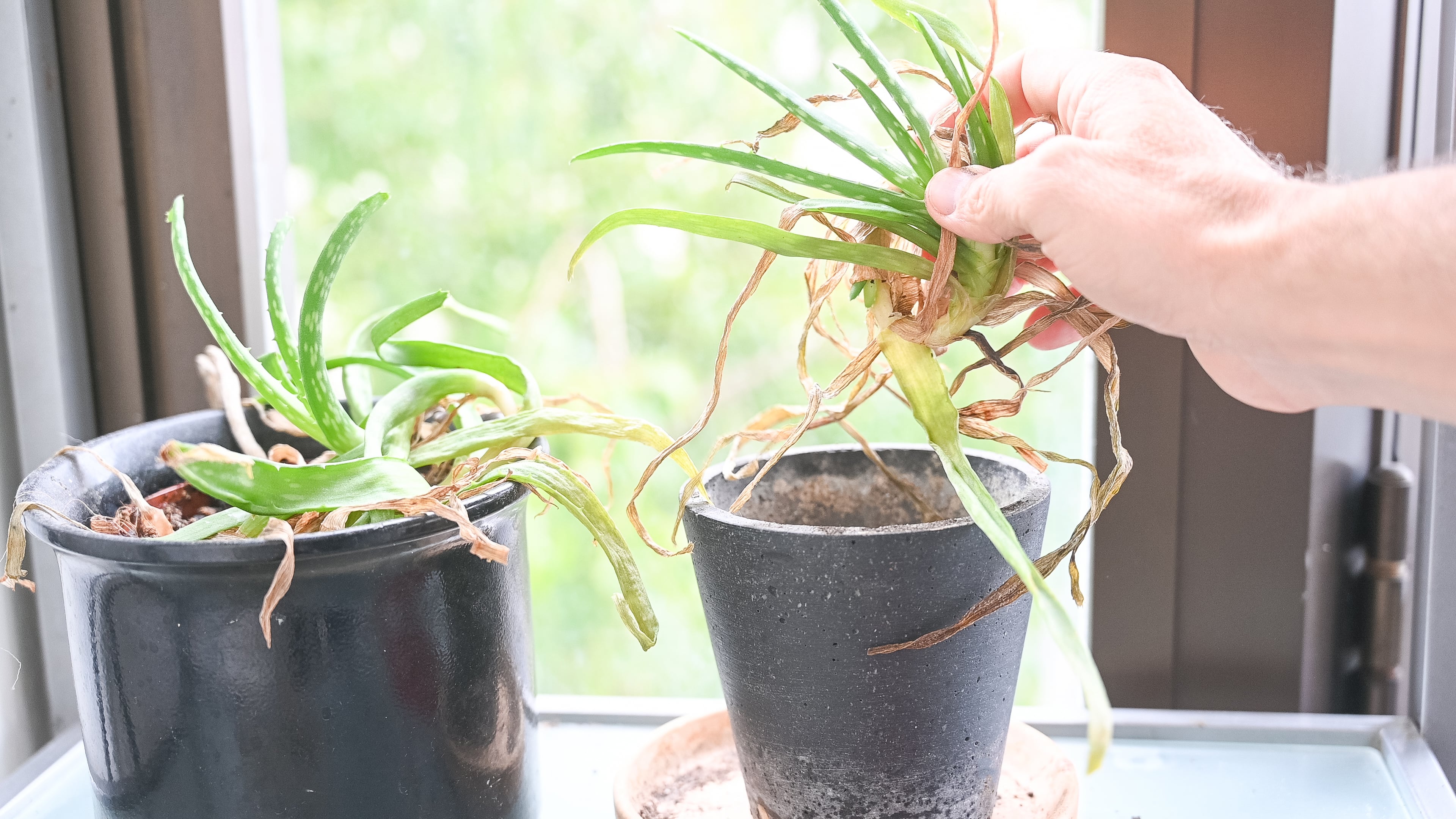 Reproducir una planta de aloe vera requiere el uso de técnicas específicas que garantizan el desarrollo saludable de nuevos ejemplares.