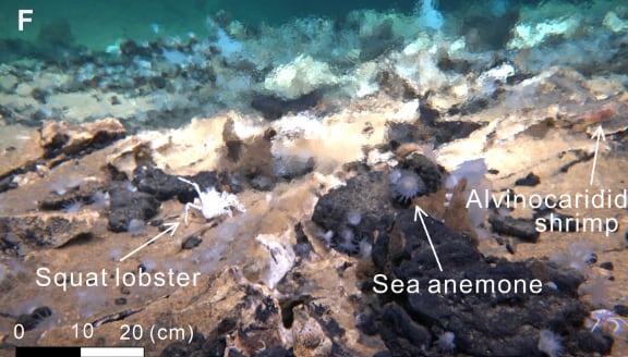 En la chimenea de Laoshan se detectó la presencia de especies como camarones alvinocáridos, langostas enanas y anémonas de mar.