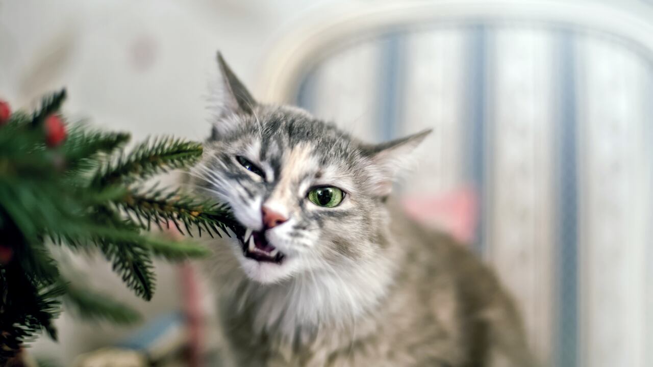 Gato comiendo plantas
