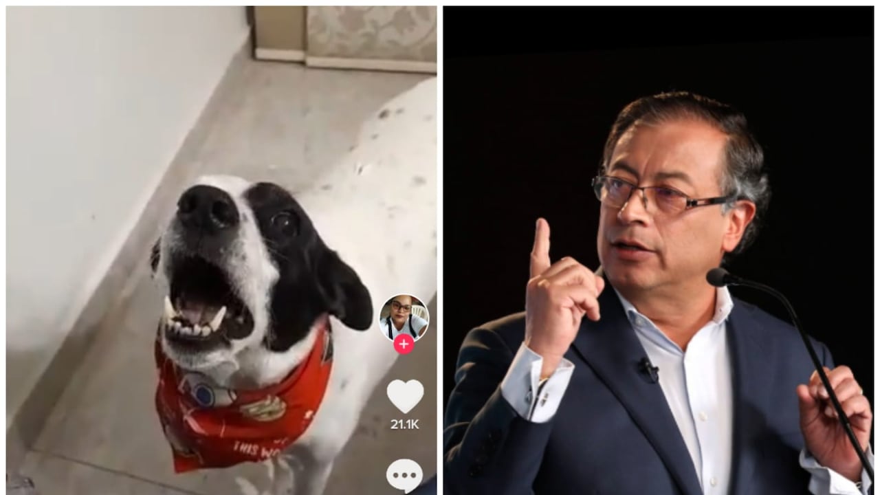 Un perro se ha vitalizado por los gestos que hace al escuchar el nombre de Petro.