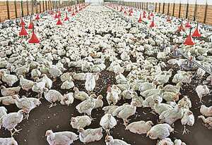 7) Epidemia de gripe aviar: El brote de gripe aviar (SARS) que comenzó en la provincia de Guangdong, en China, y en pocas semanas se extendió a 37 países puso en jaque a las autoridades sanitarias de medio mundo. Hubo 8.096 infectados que se sepa y 774 muertes confirmadas. El gasto para las aseguradoras vino sobre todo por las suspensiones de rutas aéreas y cierres de negocios.