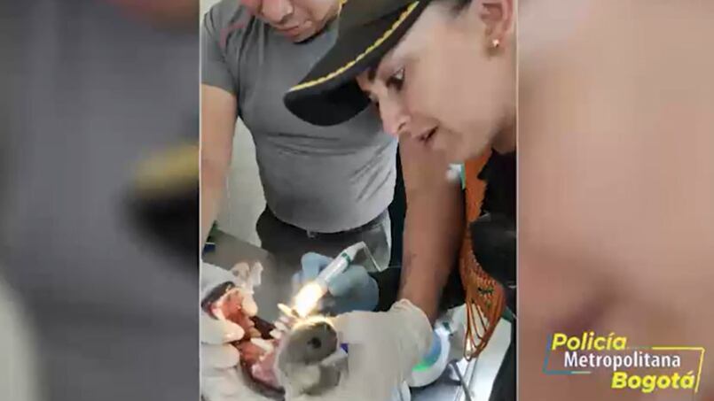 La historia de Polo, el perro “dueño” de un CAI en Bogotá. Un perrito criollo es el integrante más antiguo del CAI Polo en el norte de Bogotá y ahora es el más querido del sector.