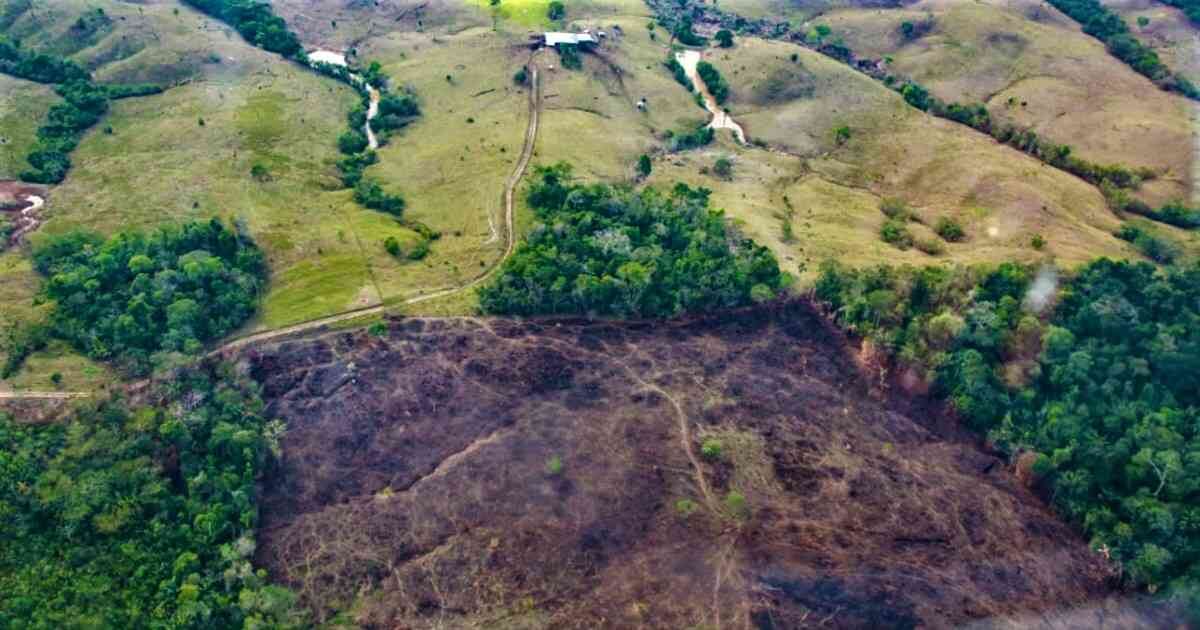 El incremento de la deforestación en el Parque Nacional Sierra de la Macarena ha sido impulsado por las disidencias de las Farc que buscan acaparar tierras para cultivar coca. Foto: Gobernación del Meta. 