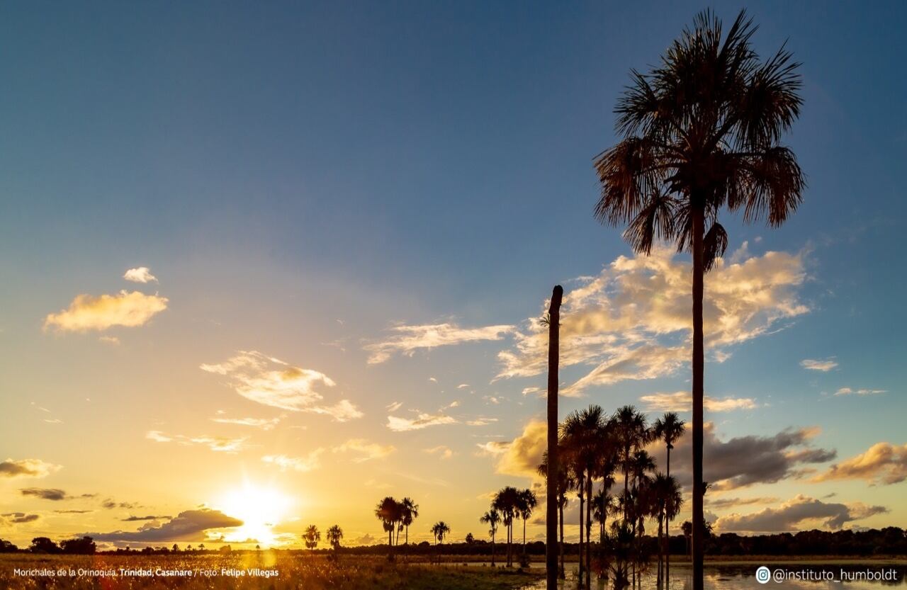 Morichales de la Orinoquia. Trinidad, Casanare.