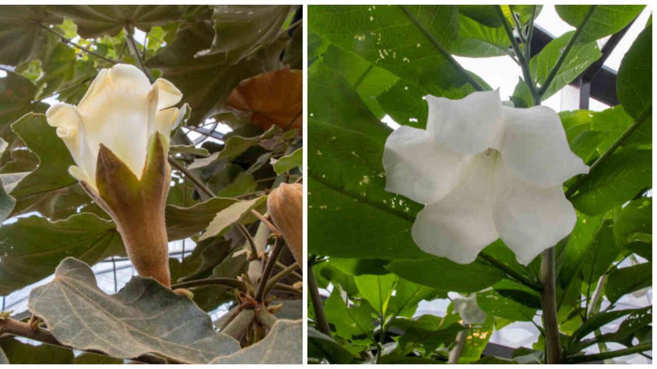 El Jardín Botánico de Bogotá tiene cerca de 900 especies registradas de las cuales 78 por ciento son nativas y 14 endémicas. Foto: Jardín Botánico de Bogotá