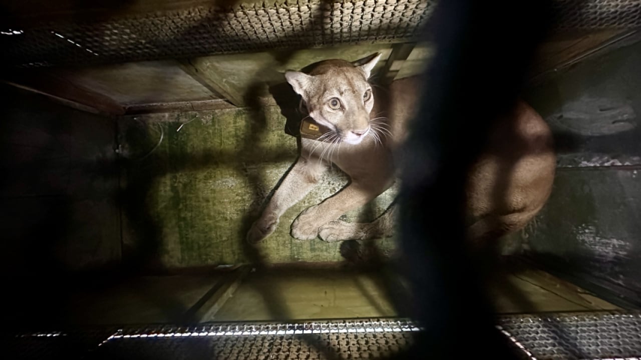 Orus, logró salir de su recinto por la parte superior de la malla que lo resguardaba. (Imagen de referencia).