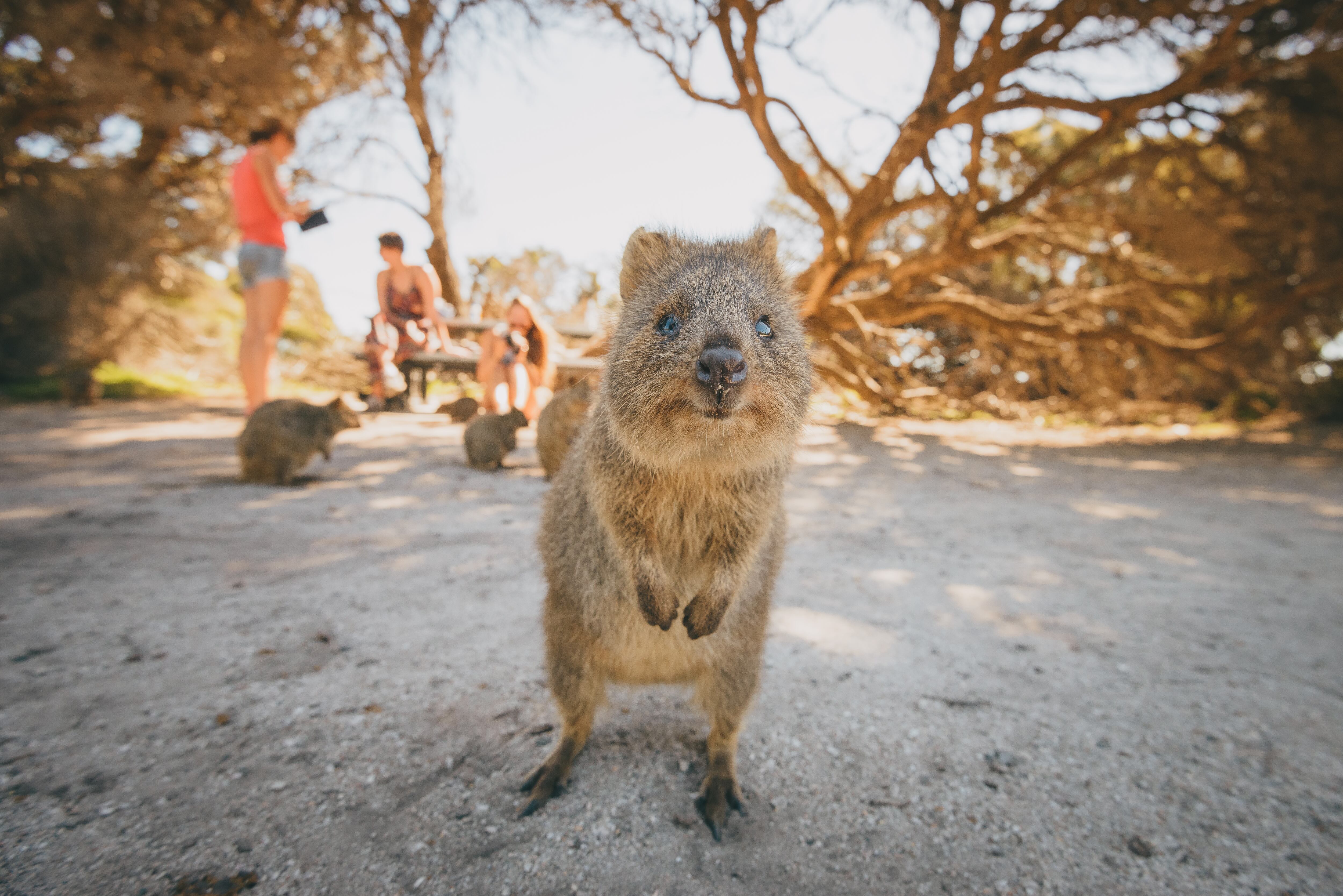 Lindo quokka