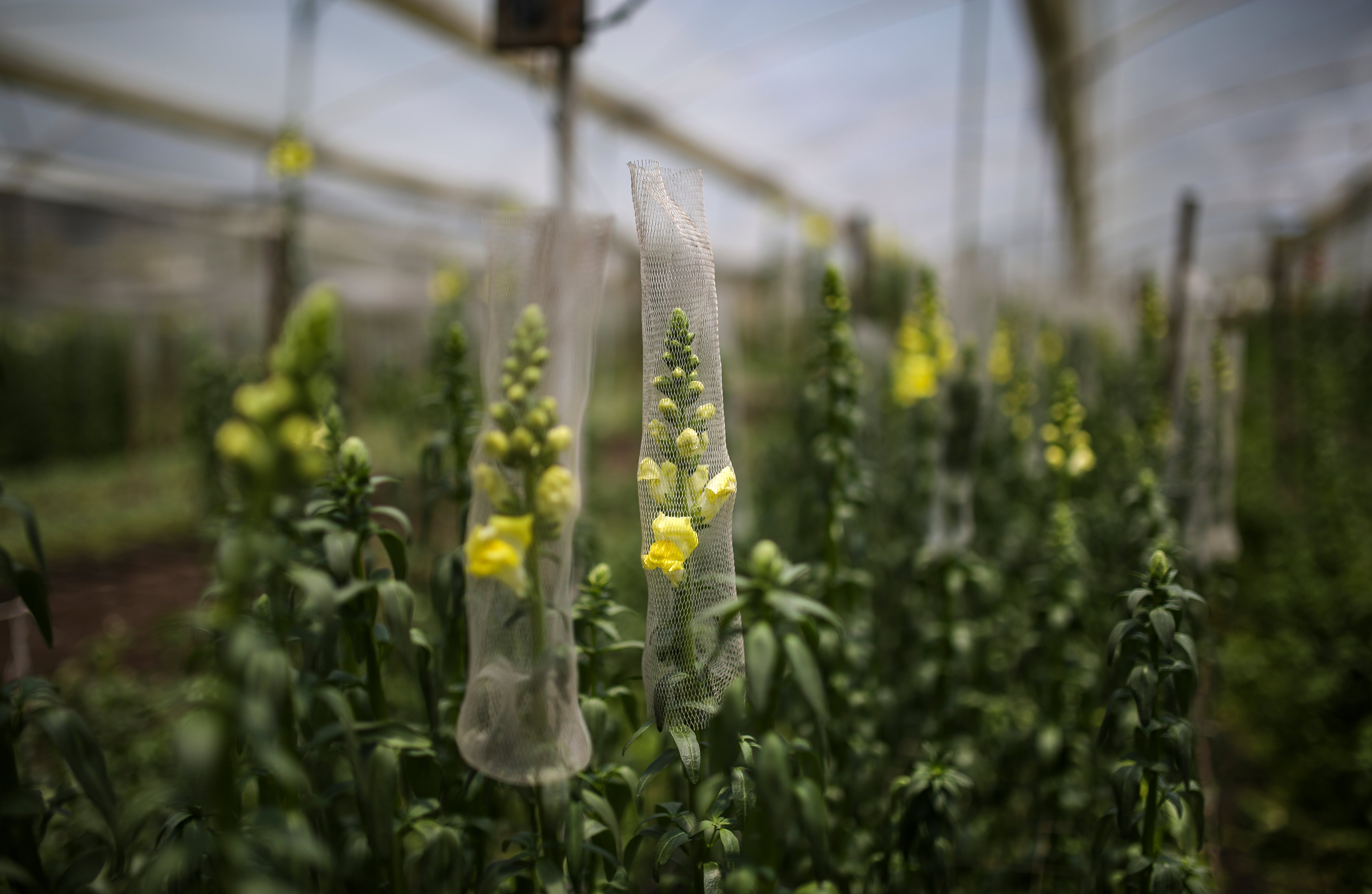 Flores, el regalo tradicional en el día de la madre