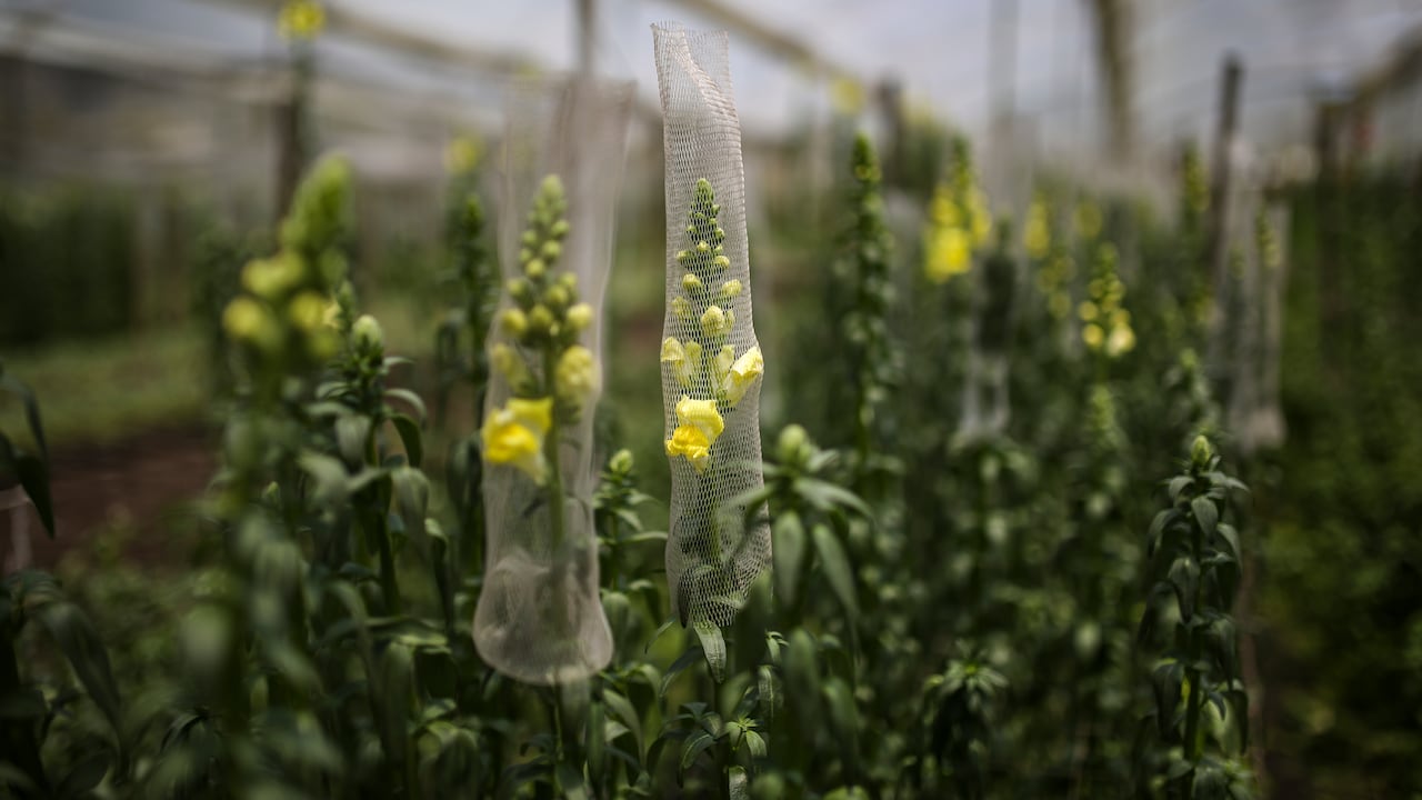 Algunas flores pueden poseer una mayor duración que otras bajo ciertas condiciones.