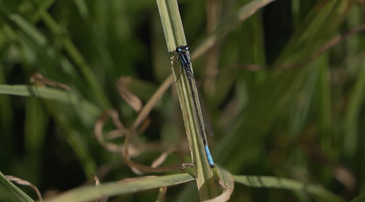 El Dorado impulse diferentes iniciativas para crear conciencia y combatir el tráfico ilegal de fauna.
