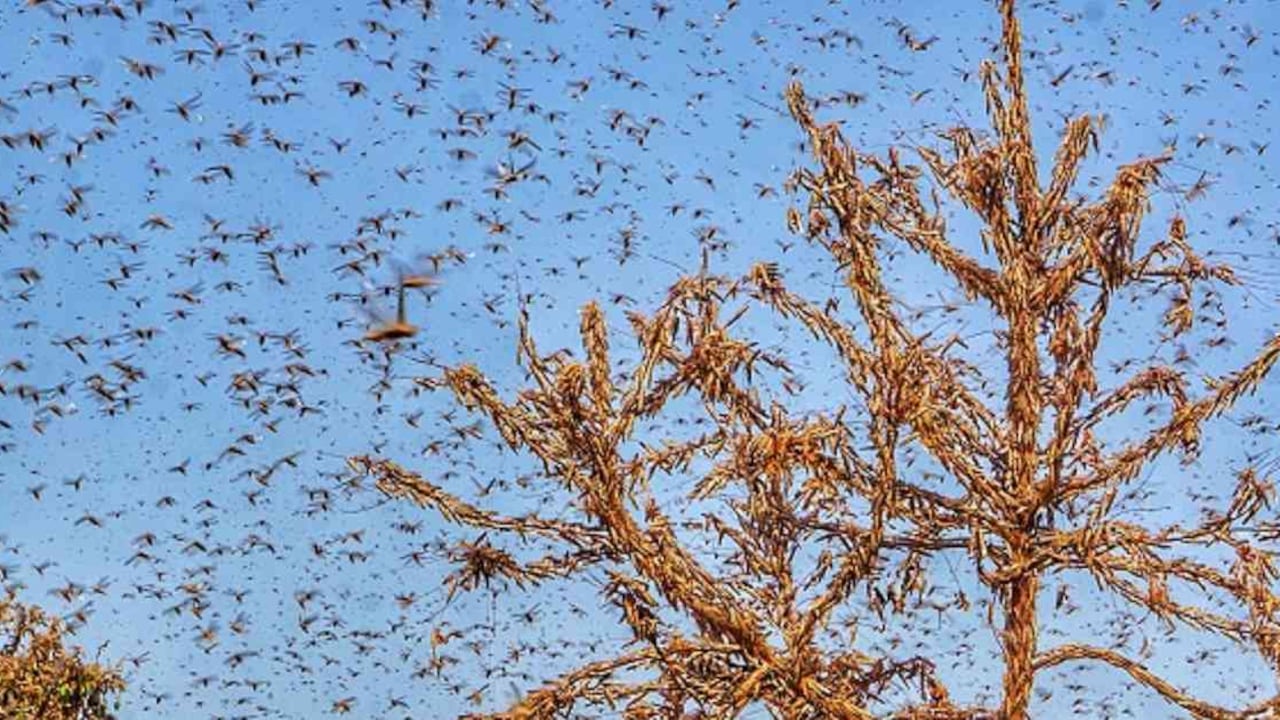 Las langostas pueden acabar con la comida de miles de personas en un día. Foto: Getty Images