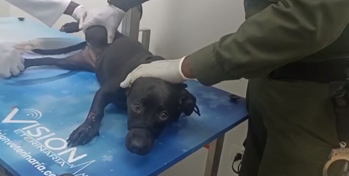 La mascota fue sometida a una valoración veterinaria.