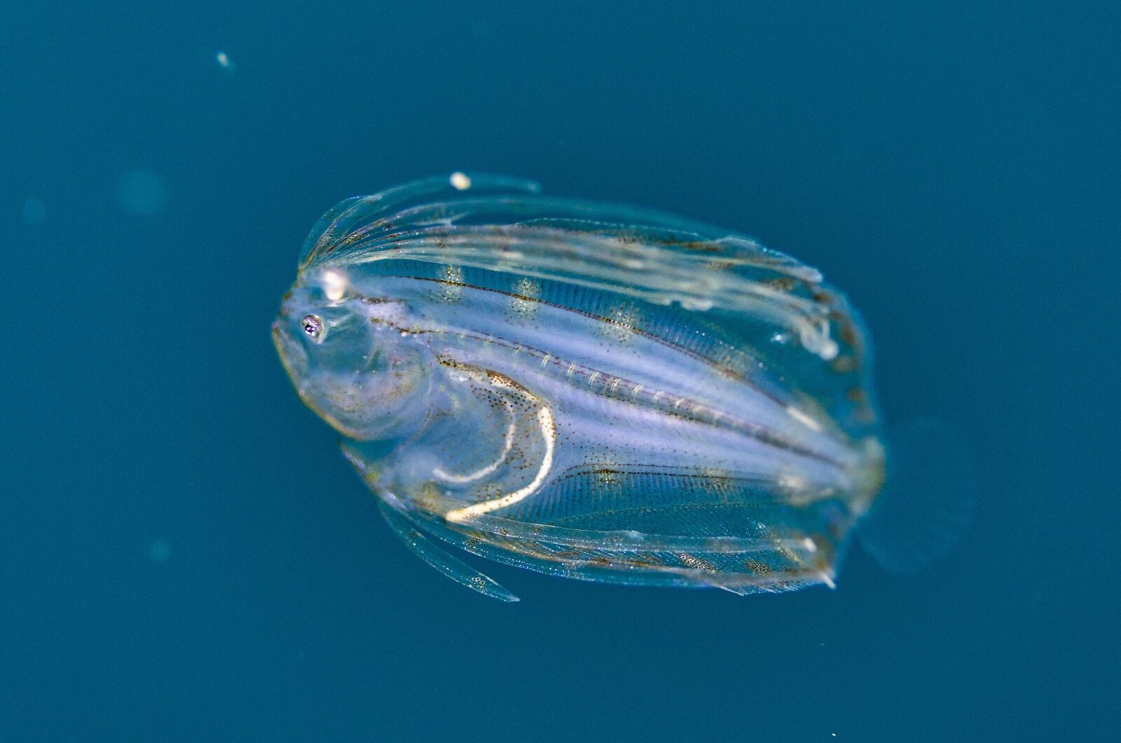 ‘Colombia azul’, el documental de National Geographic en el Pacífico, el golfo de Tribugá y atolones del Caribe