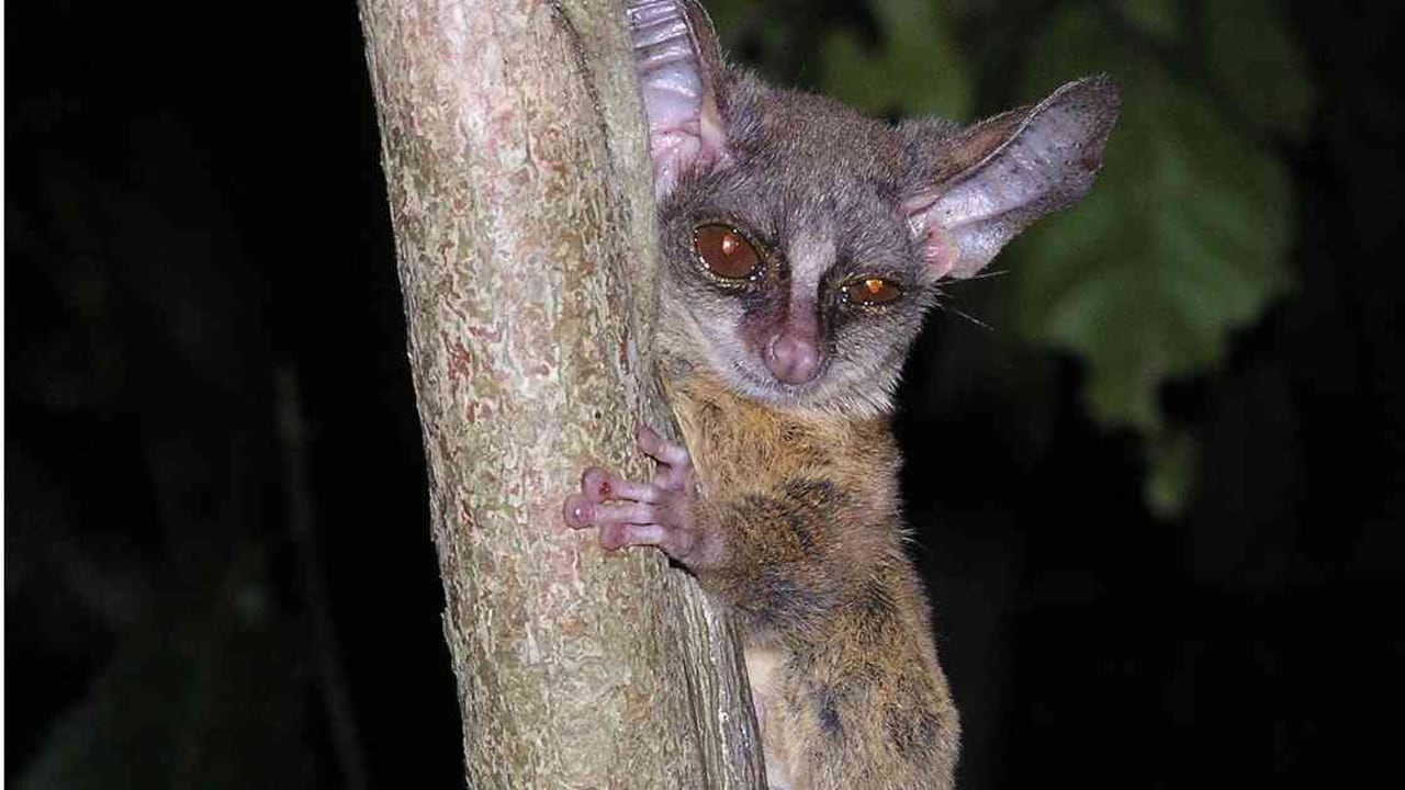 A pesar de que el gálago enano de rondo está en peligro de extinción, no hay acciones por su conservación.