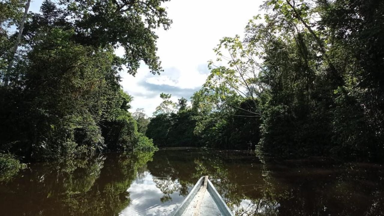 Familias afro decidieron proteger más de 18.00 hectáreas de bosque en inmediaciones del río Atrato para proteger su gran riqueza en flora, fauna y agua.