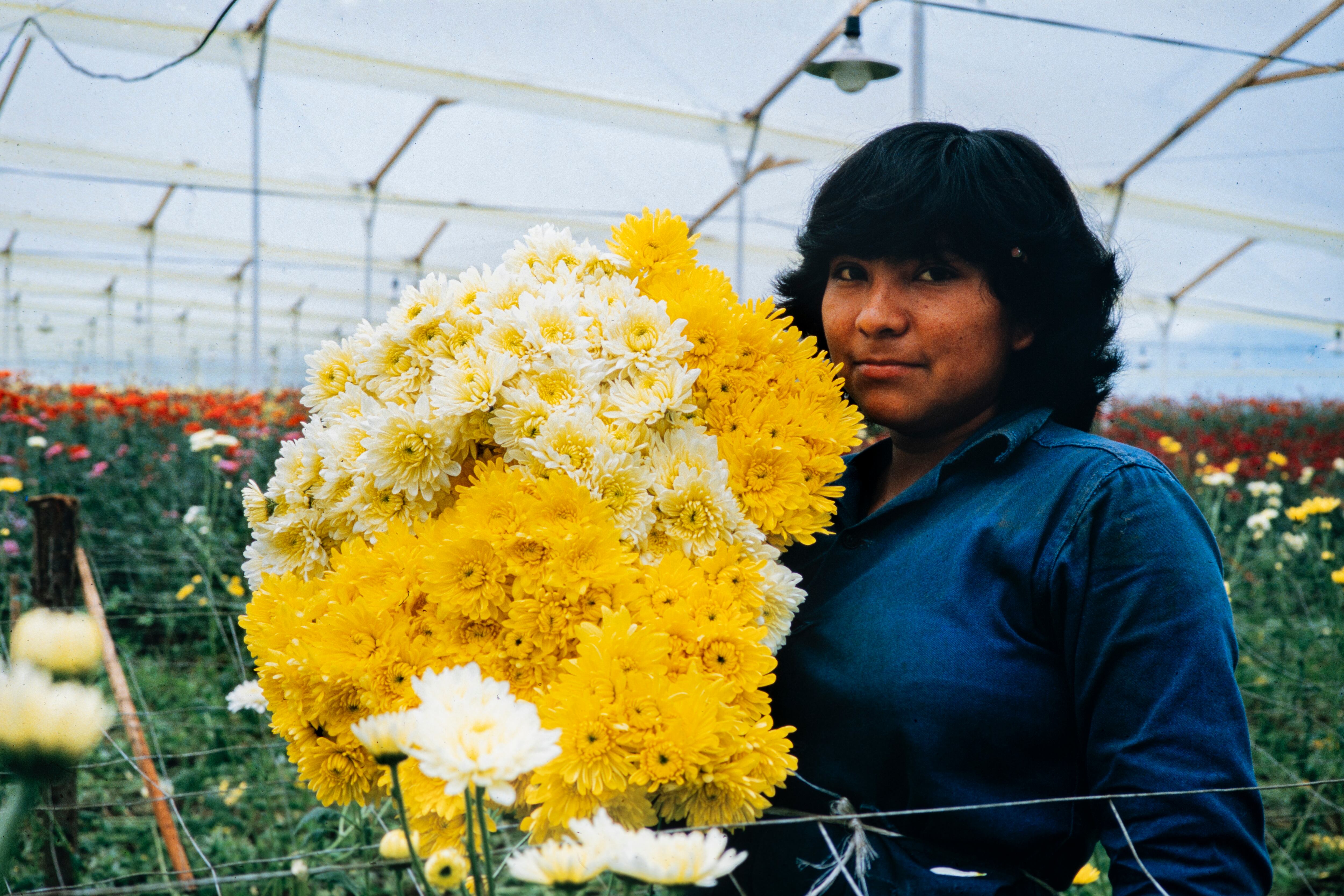'Amor, mujeres y flores'  de Marta Rodríguez y Jorge Silva, estrena su hermosa y vigente versión restaurada en cines este 8 de mayo.