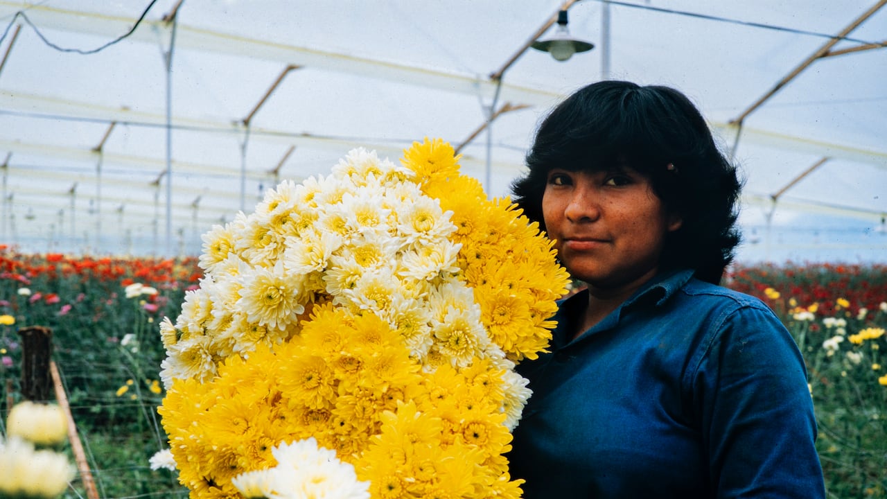 'Amor, mujeres y flores' de Marta Rodríguez y Jorge Silva, estrena su hermosa y vigente versión restaurada en cines este 8 de mayo.