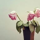 Las rosas son una de las flores ornamentales más apreciadas en el mundo por su belleza, fragancia y amplia variedad de colores.