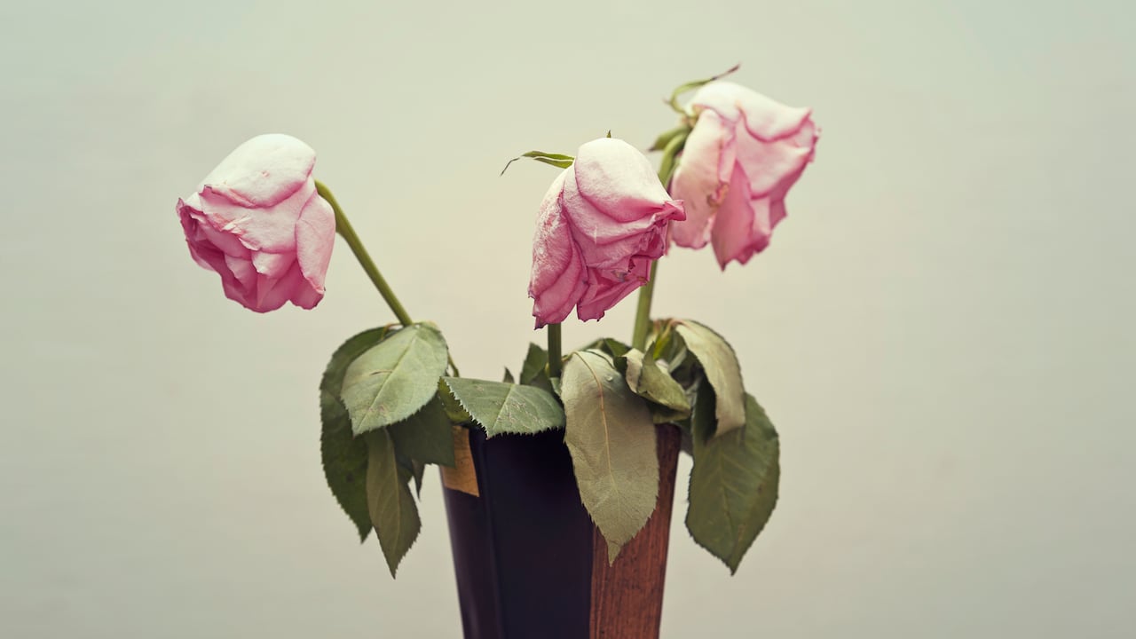 Las rosas son una de las flores ornamentales más apreciadas en el mundo por su belleza, fragancia y amplia variedad de colores.