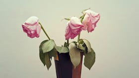 Las rosas son una de las flores ornamentales más apreciadas en el mundo por su belleza, fragancia y amplia variedad de colores.