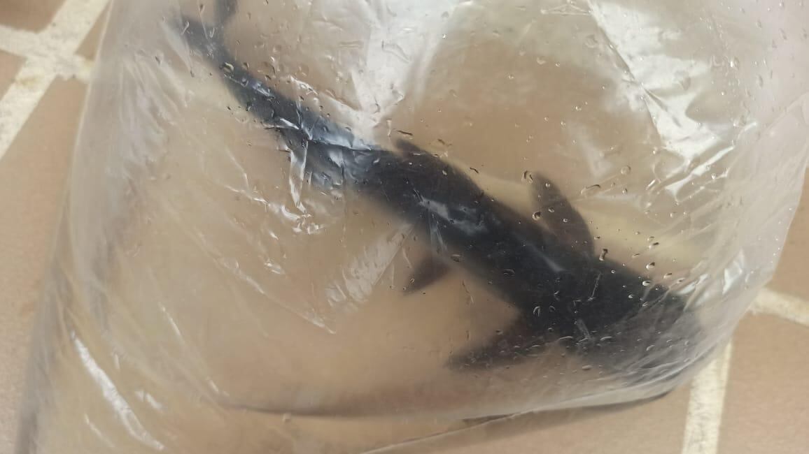 Tiburoncitos decomisados en Buga