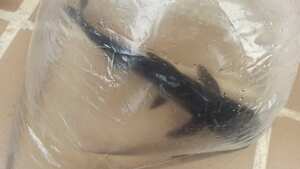 Los ejemplares de esta especie fueron recuperados por funcionarios de autoridades ambientales, en el municipio de Buga, en el Valle.