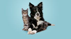 Mascotas: perros y gatos