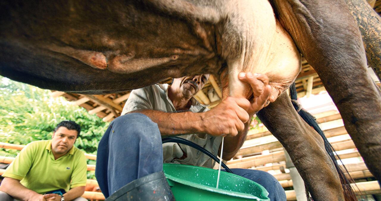 La cadena de la leche empieza en los predios rurales, la mayoría, de pequeños productores, que deben vender rápidamente su producto, pues es perecedero.