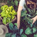 Mujer joven cosechando lechuga casera